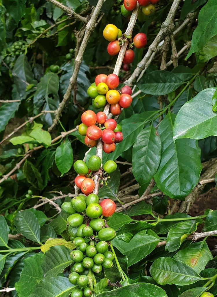 Coffee Species in Danger of Extinction