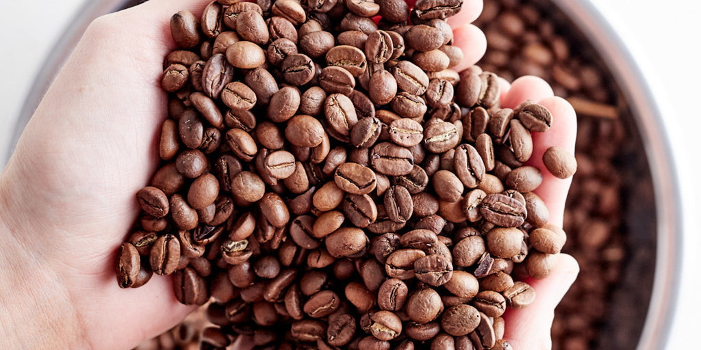 Robusta vs. Arabica - Decoding the Coffee Conundrum