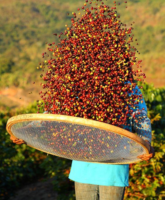 The impact global coffee prices are having on farmers.